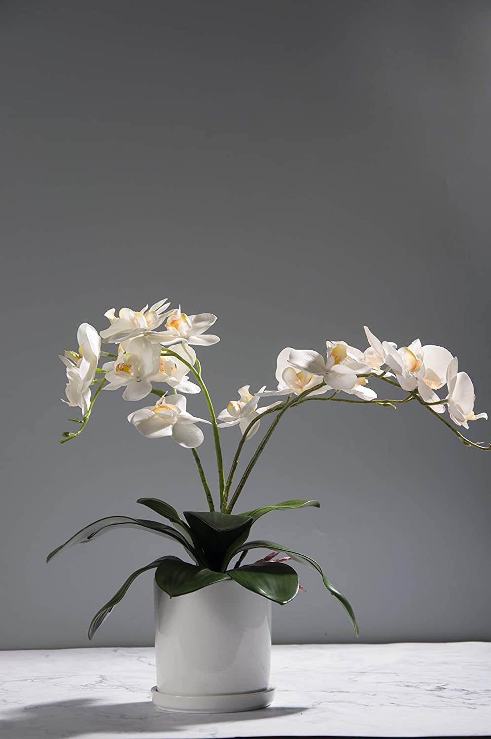 Phalaenopsis Orchids Leaves Ar - огляд і ціна Orchid Phalaenopsis