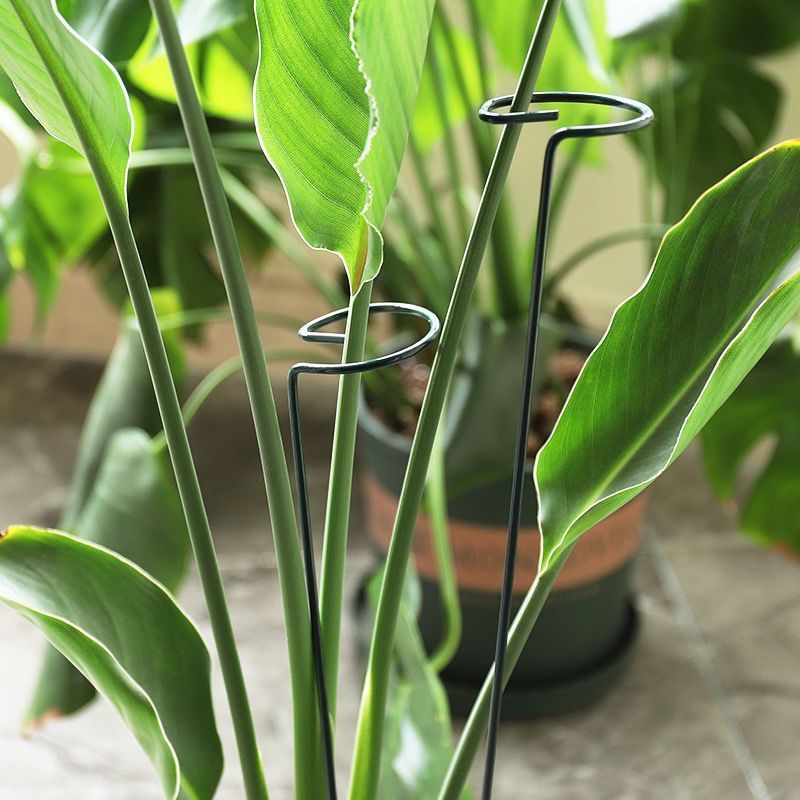 1/10pcs Garden Support Stake R - огляд і ціна Plant Parent Tools