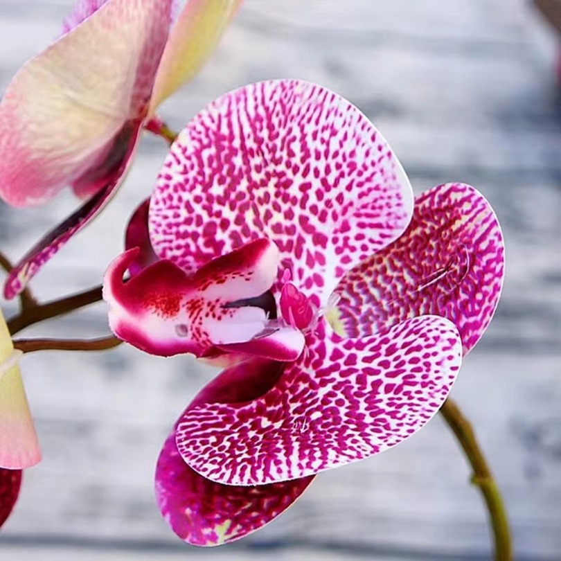 3D Artificial Flowers Plastic  - огляд і ціна Orchid Phalaenopsis