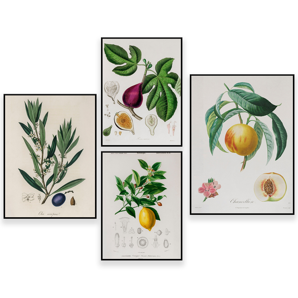 Medical Botany Vintage Illustr - огляд і ціна Plant Jackfruit