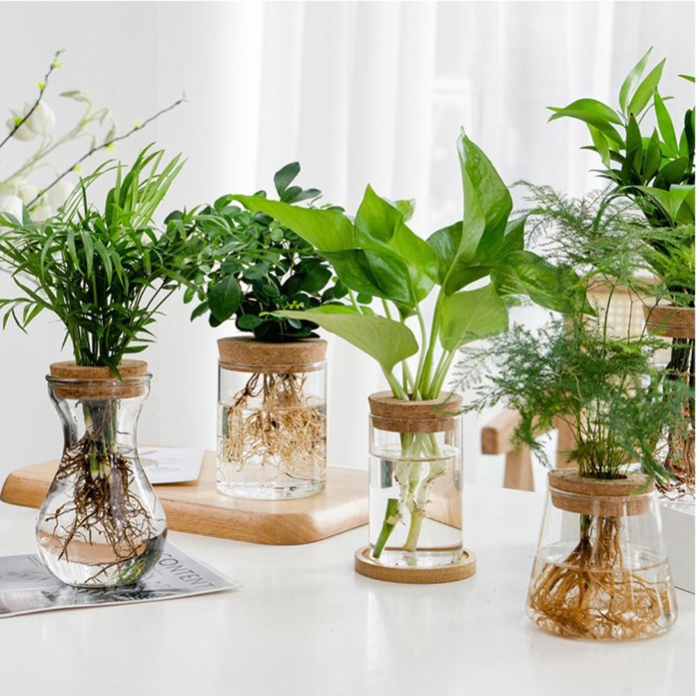 Transparent Hydroponic Flower  - огляд і ціна Snake Plant Ceramic