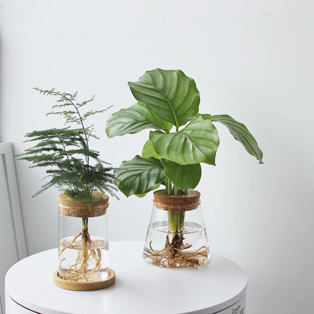 Transparent Hydroponic Flower  - огляд і ціна Snake Plant Ceramic