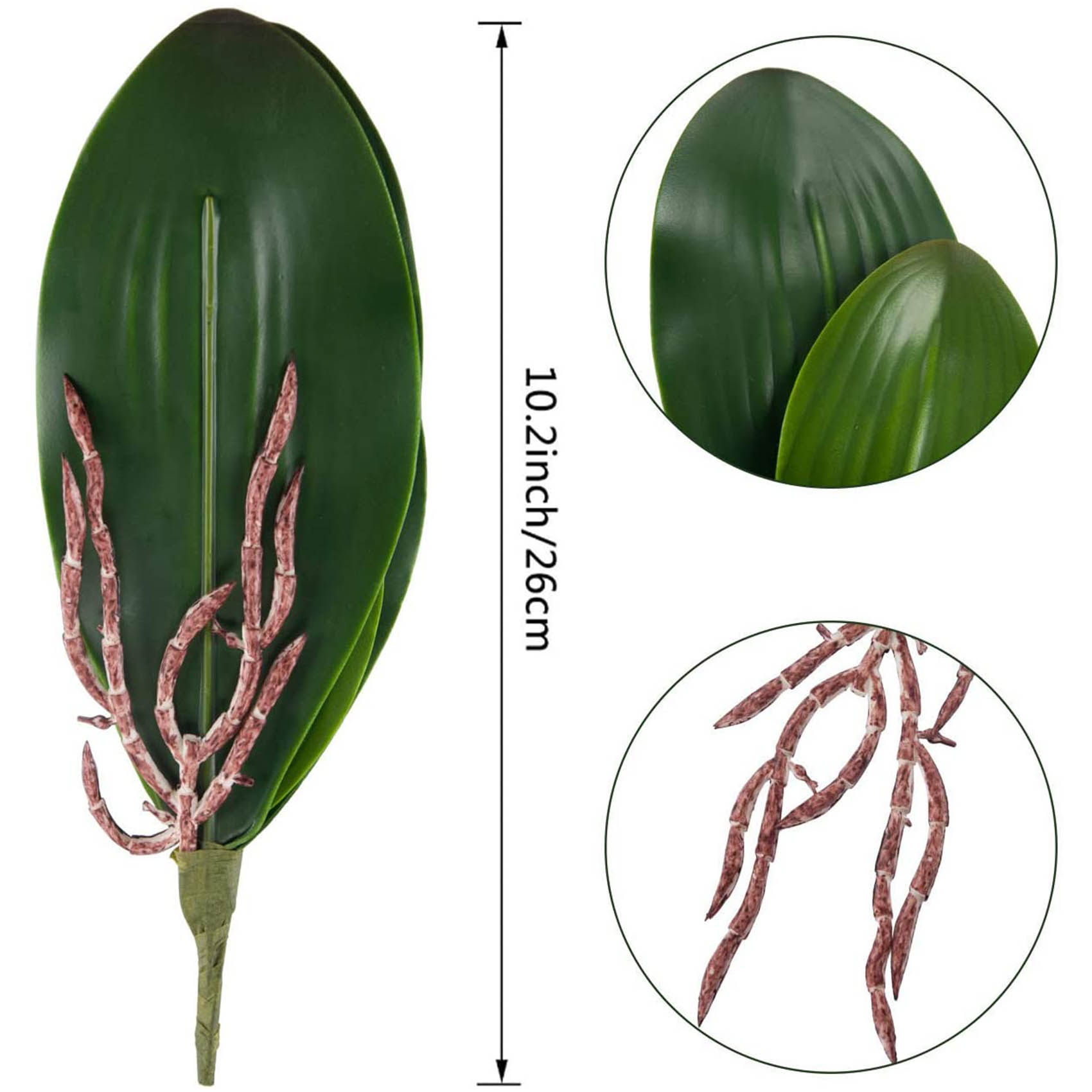Phalaenopsis Orchids Leaves Ar - огляд і ціна Orchid Phalaenopsis