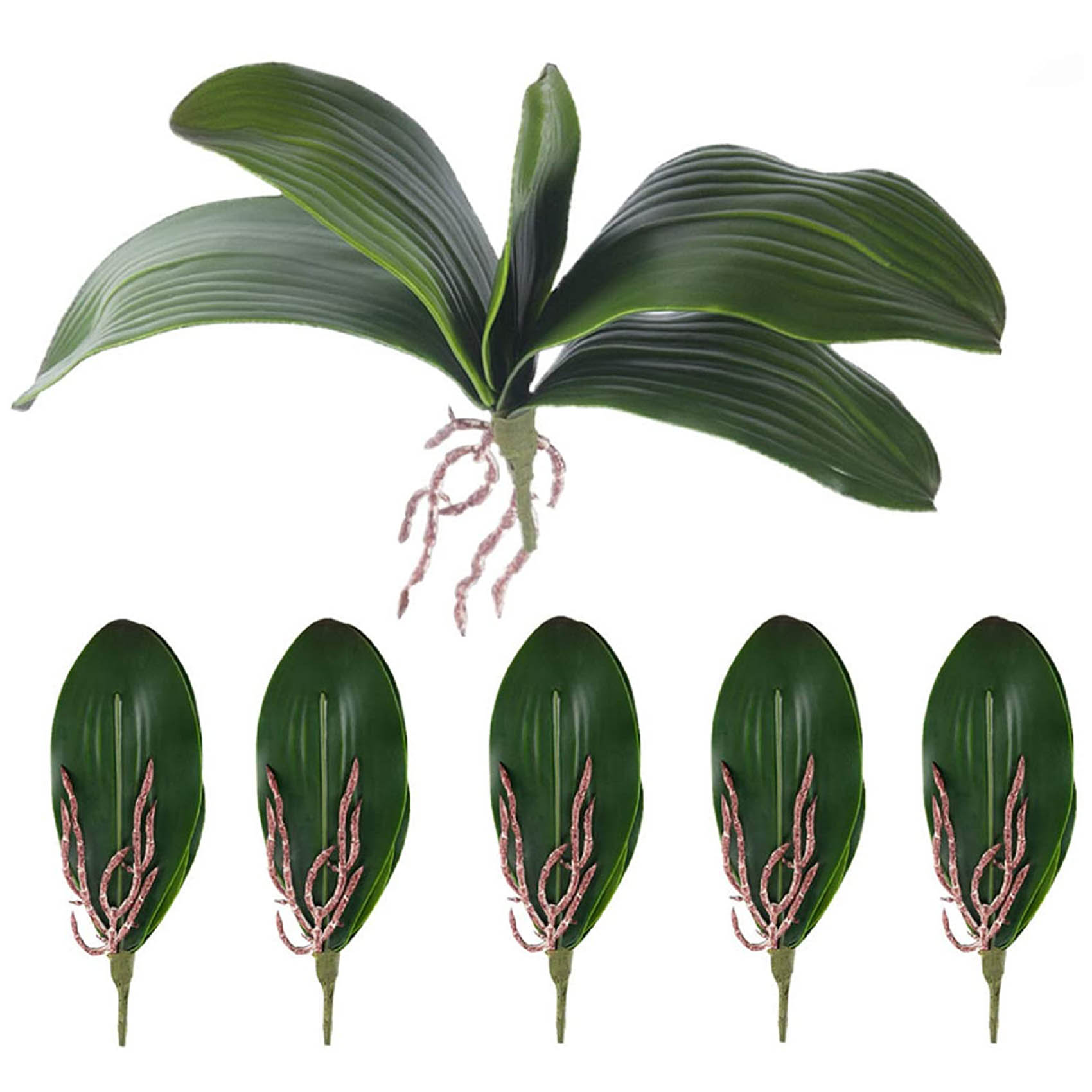 Phalaenopsis Orchids Leaves Ar - огляд і ціна Orchid Phalaenopsis