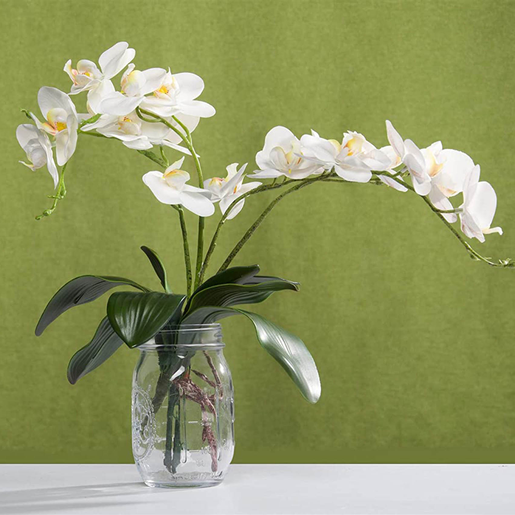 Phalaenopsis Orchids Leaves Ar - огляд і ціна Orchid Phalaenopsis