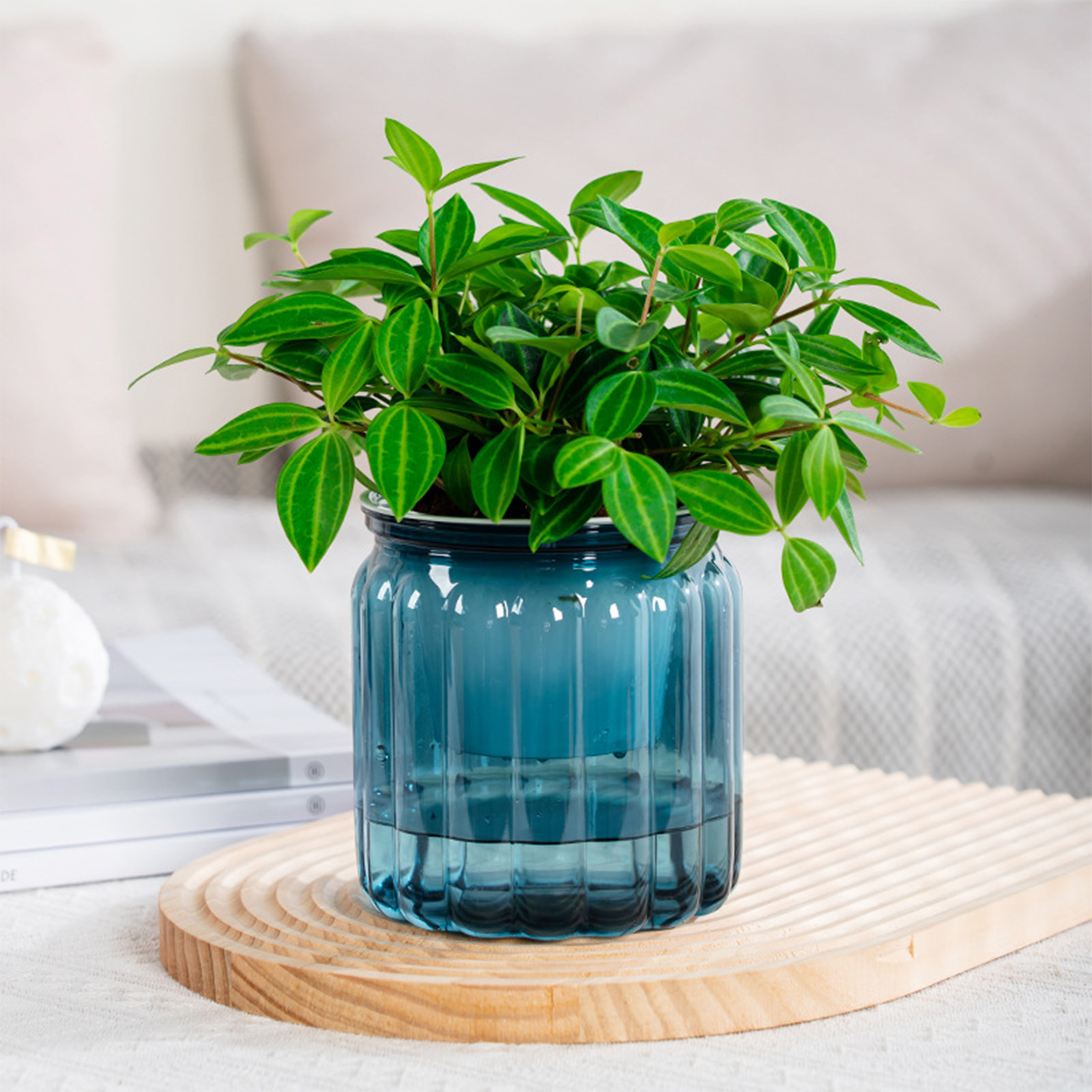 Elegant Self Watering Planter  - огляд і ціна Snake Plant Ceramic
